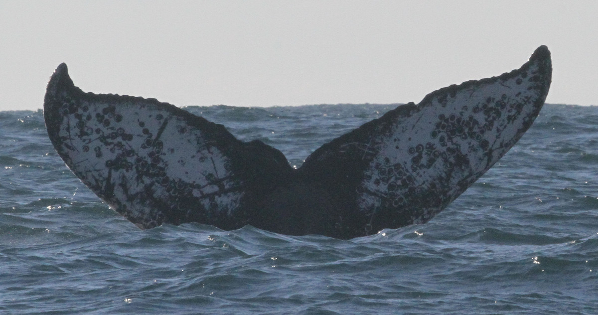 Fluke of HW-MN0523851