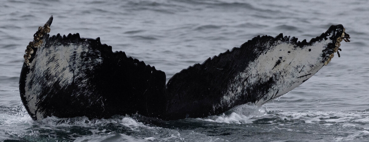 Fluke of HW-MN0523853