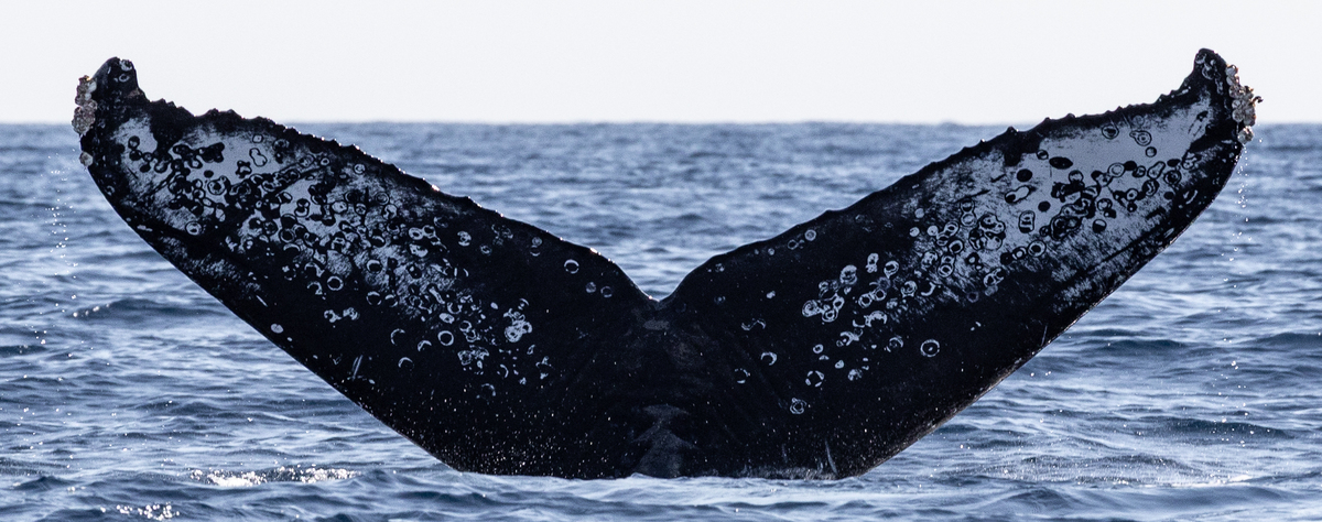 Fluke of HW-MN0523856