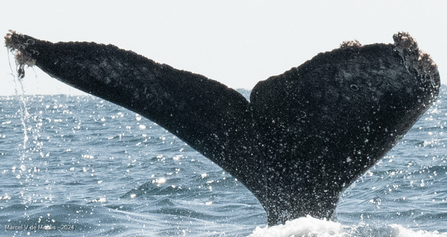 Fluke of HW-MN0523871