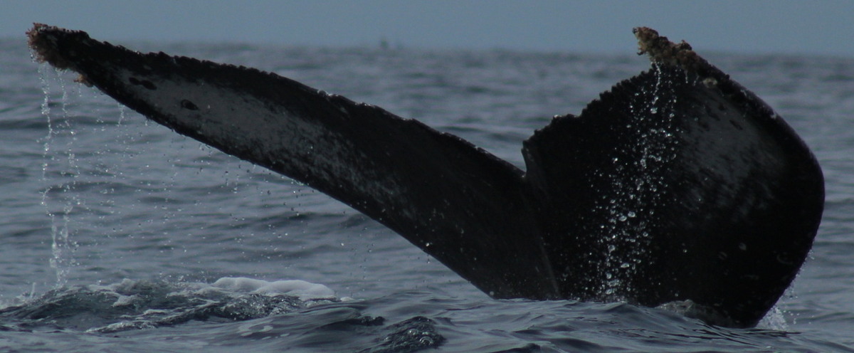 Fluke of CRC-22110