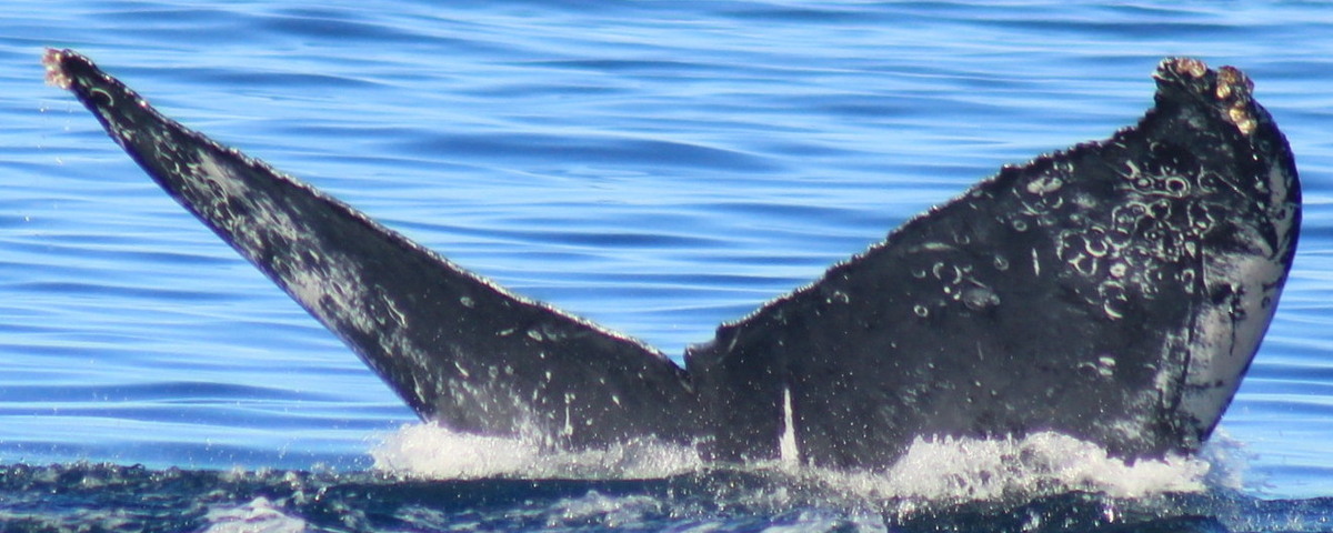 Fluke of HW-MN0523883