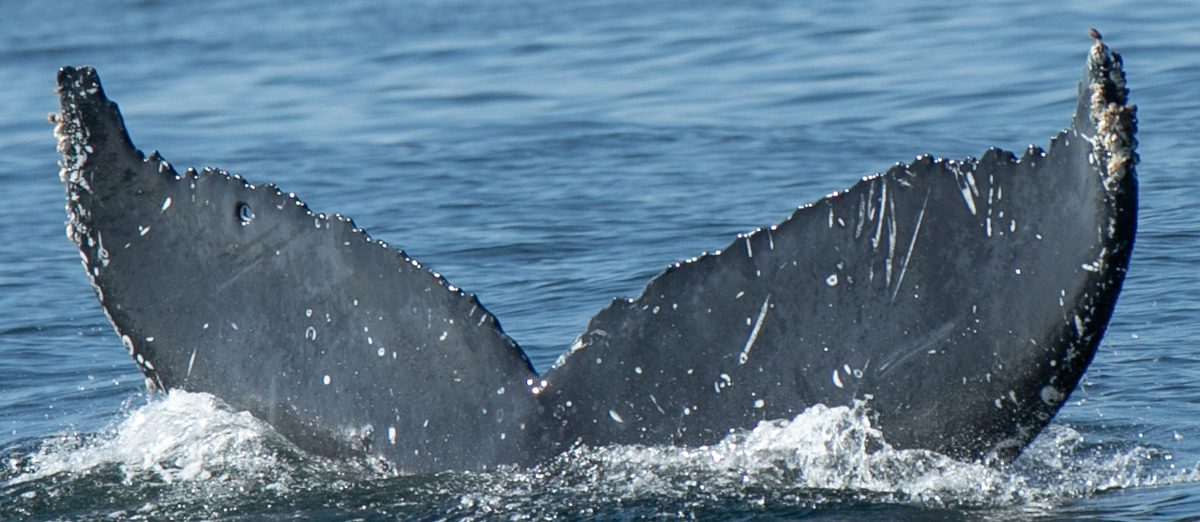 Fluke of HW-MN0523890