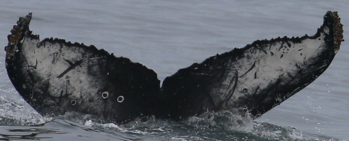 Fluke of Owl (Salish Sea)