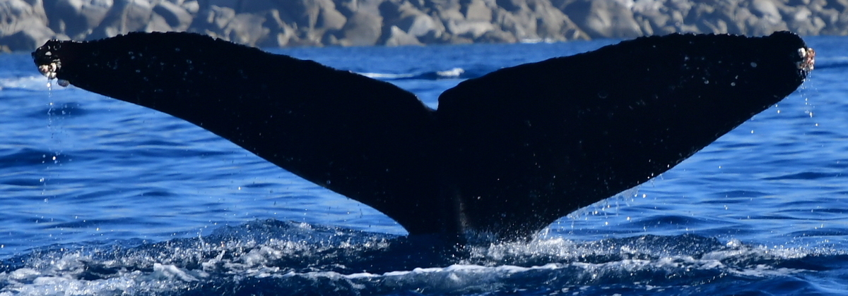 Fluke of HW-MN0523901