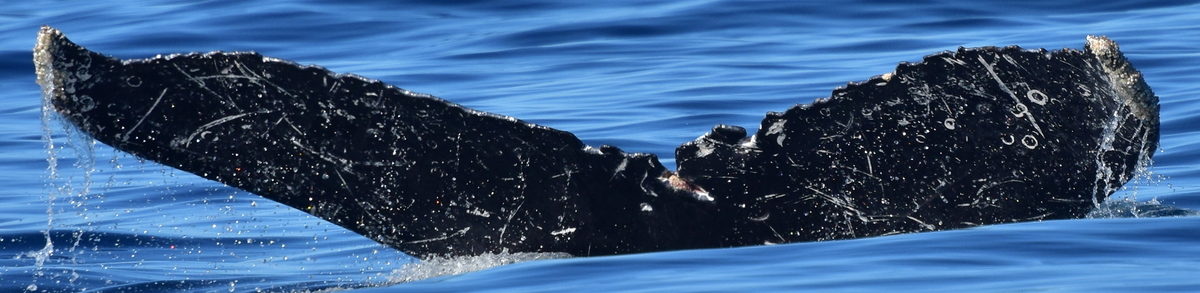 Fluke of HW-MN0523924