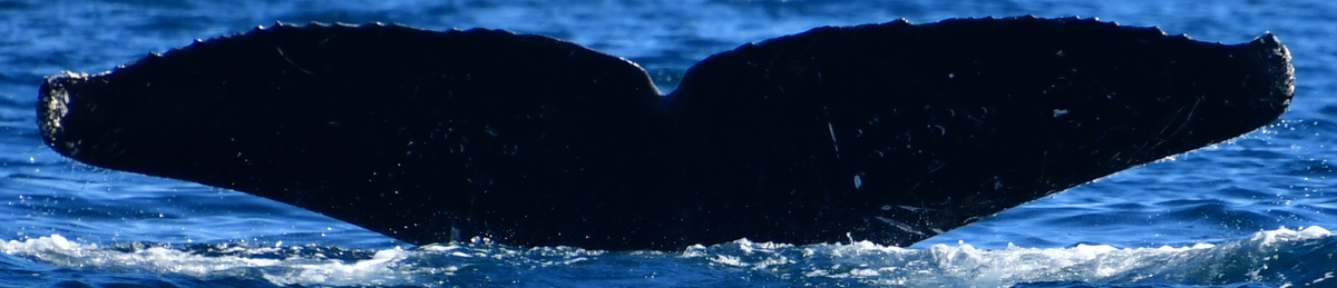Fluke of HW-MN0523925