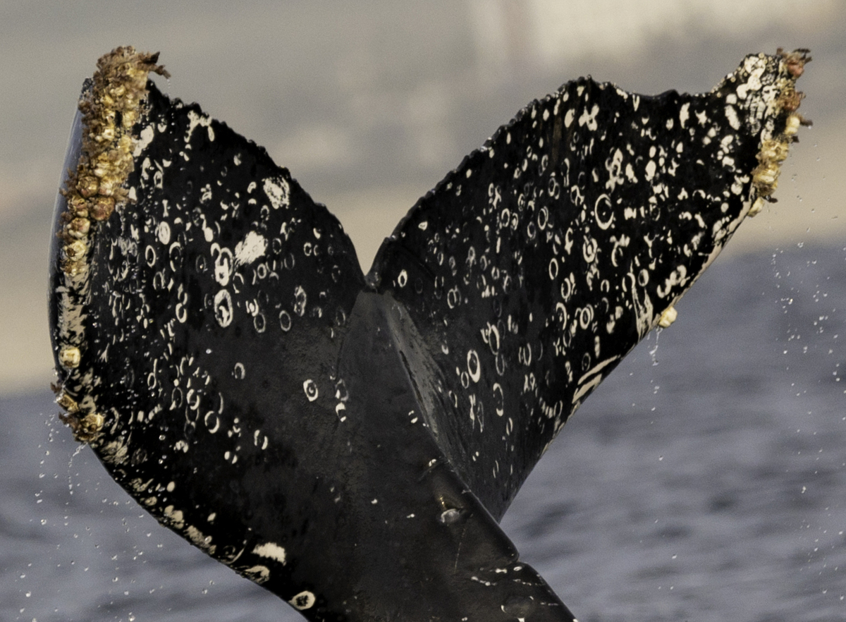 Fluke of CRC-22051