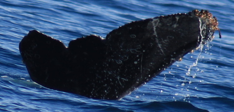 Fluke of CRC-22486