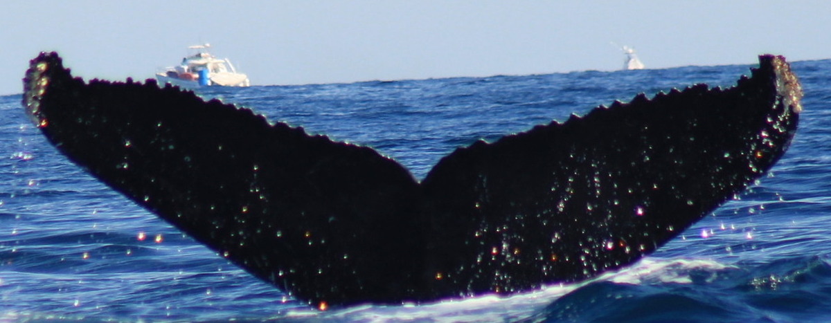 Fluke of HW-MN0523931