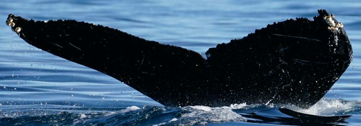 Fluke of HW-MN0523936