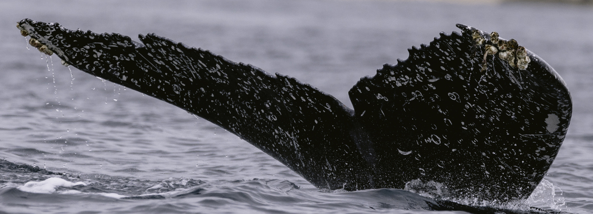 Fluke of HW-MN0523939