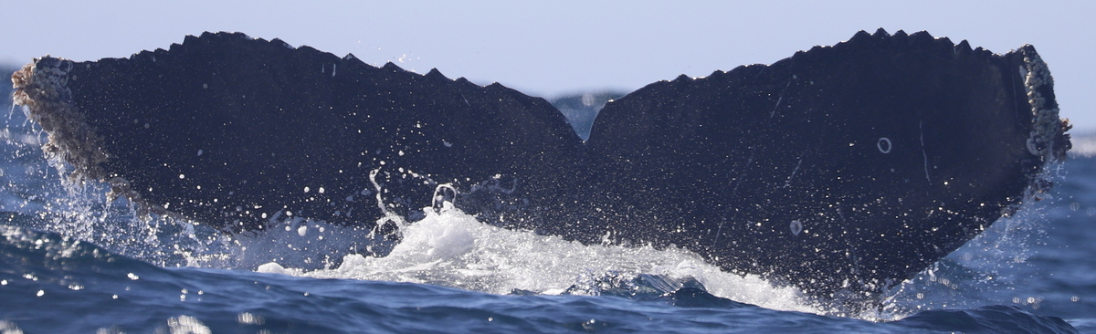 Fluke of CRC-22107