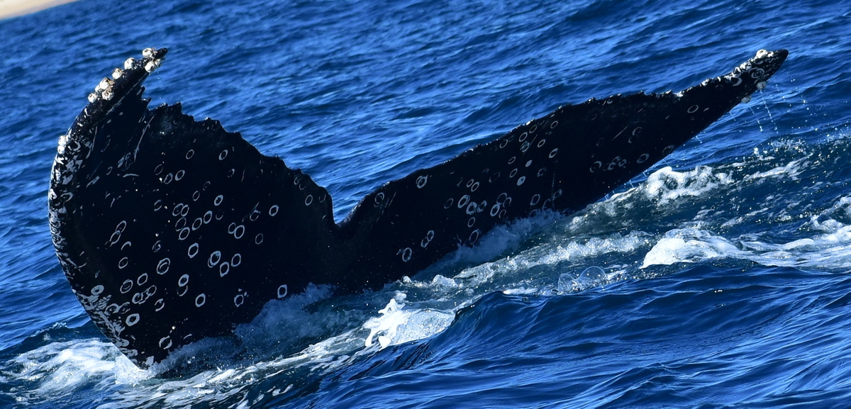 Fluke of HW-MN0523947