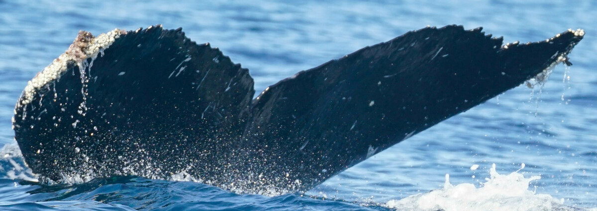 Fluke of HW-MN0523954