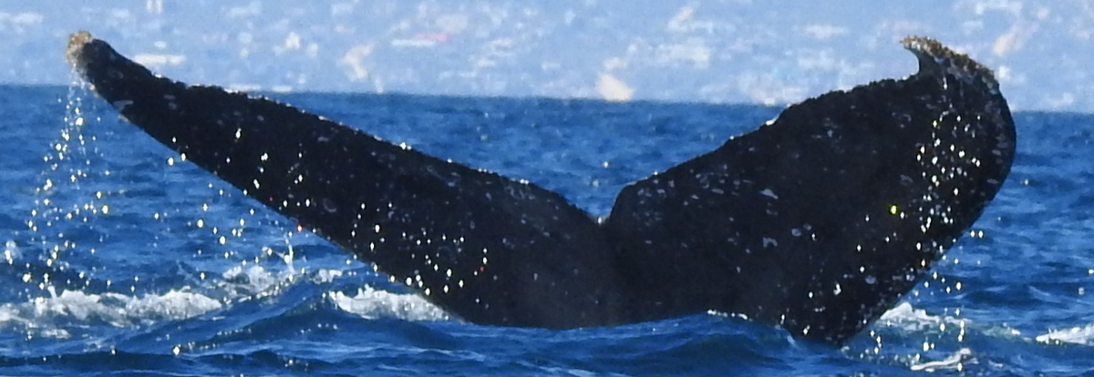 Fluke of HW-MN0523978
