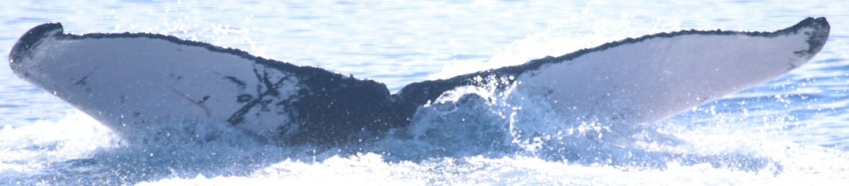 Fluke of HW-MN0444555