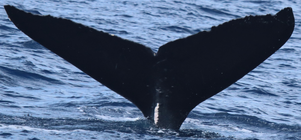 Fluke of HW-MN0444559