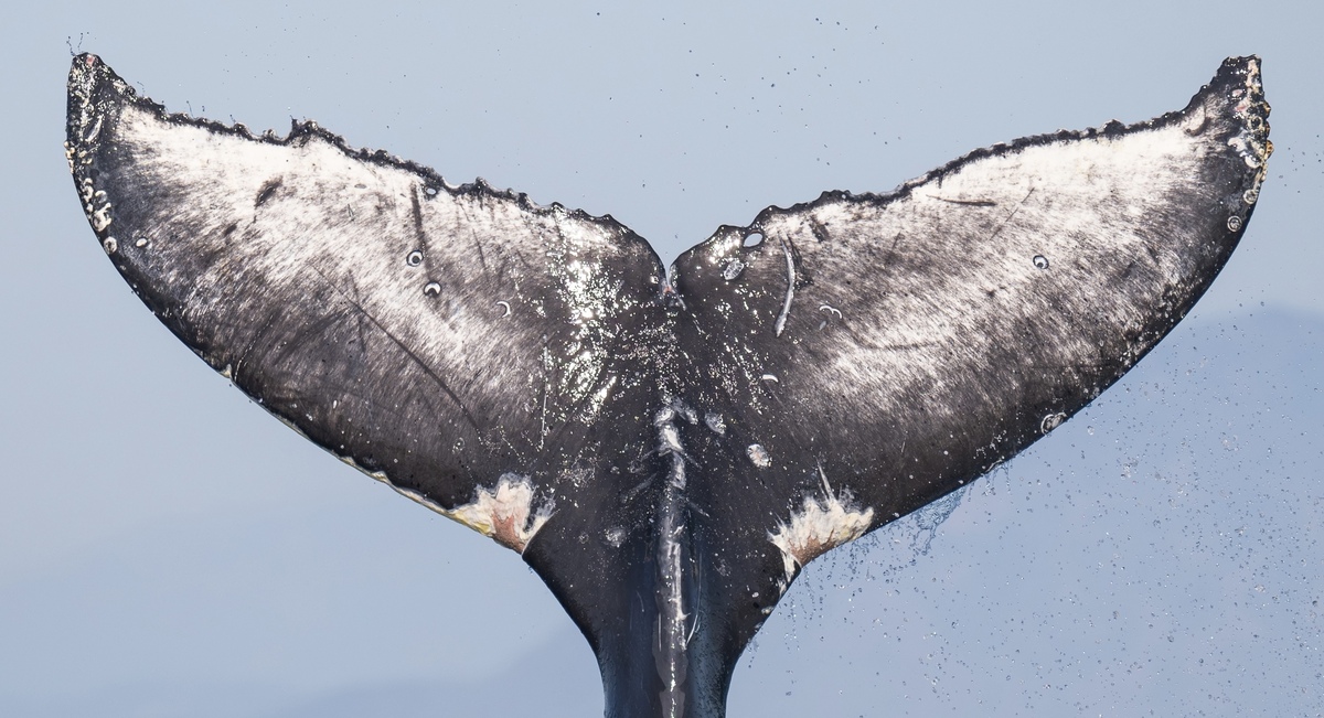Fluke of CRC-23154