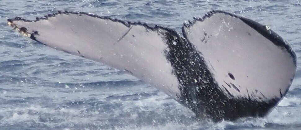 Fluke of HW-MN0444587