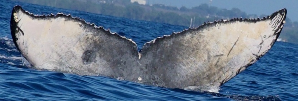 Fluke of HW-MN0444594