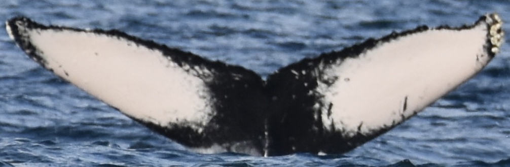Fluke of HW-MN0444598