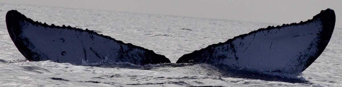 Fluke of HW-MN0444600