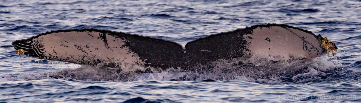 Fluke of HW-MN0444603
