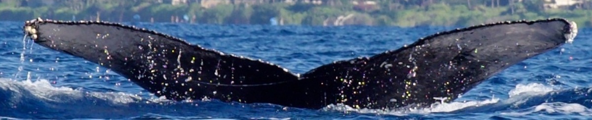 Fluke of HW-MN0444621