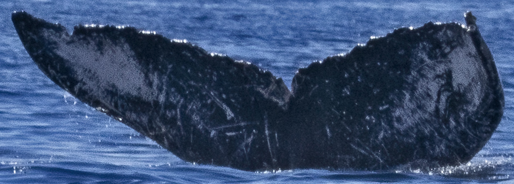 Fluke of HW-MN0444622