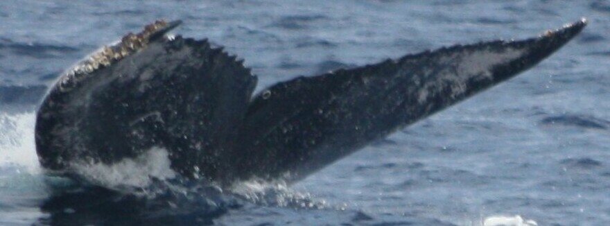 Fluke of HW-MN0444631