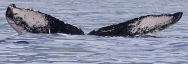 Fluke of HW-MN0444633