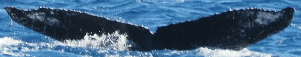 Fluke of HW-MN0444638