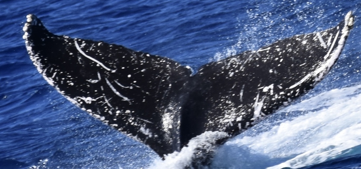 Fluke of HW-MN0444656