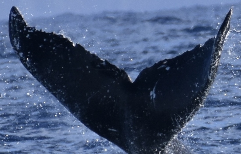Fluke of HW-MN0444660