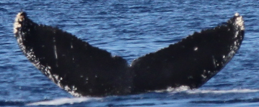 Fluke of HW-MN0444662