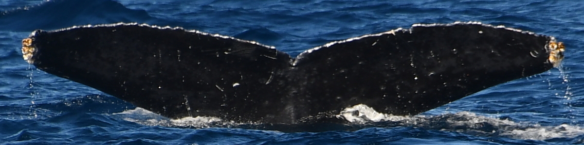 Fluke of HW-MN0444667