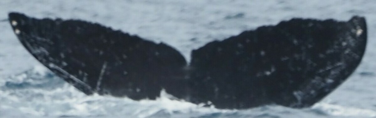 Fluke of HW-MN0444669