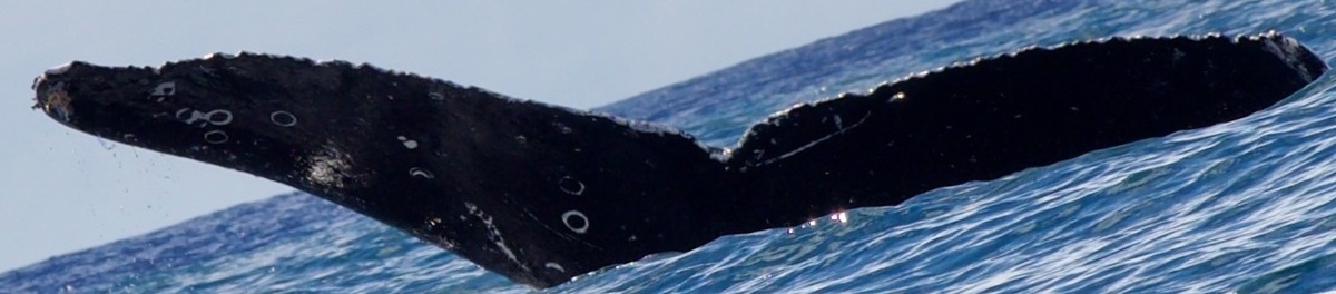 Fluke of HW-MN0444673