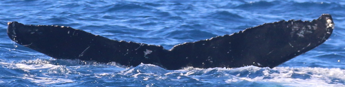 Fluke of HW-MN0444675
