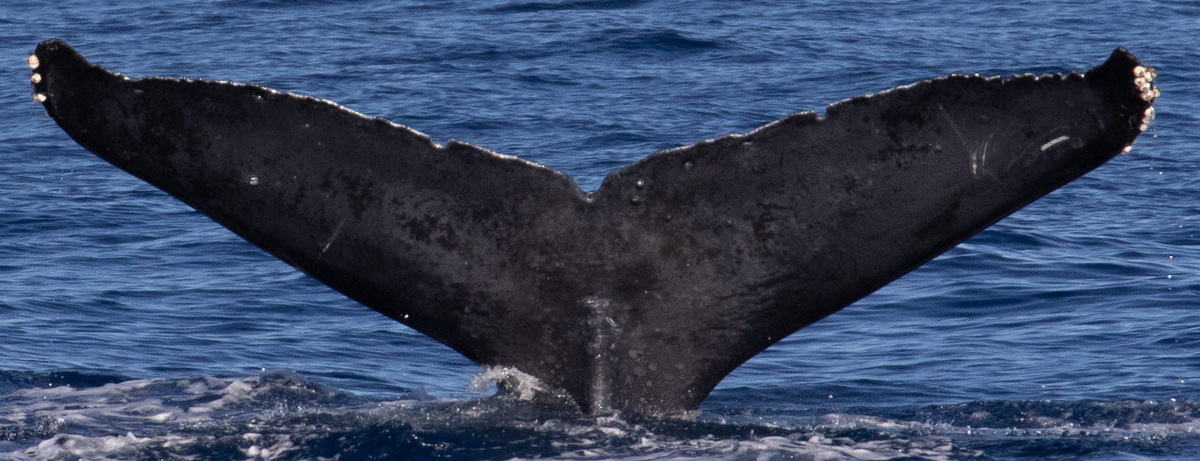 Fluke of HW-MN0444686