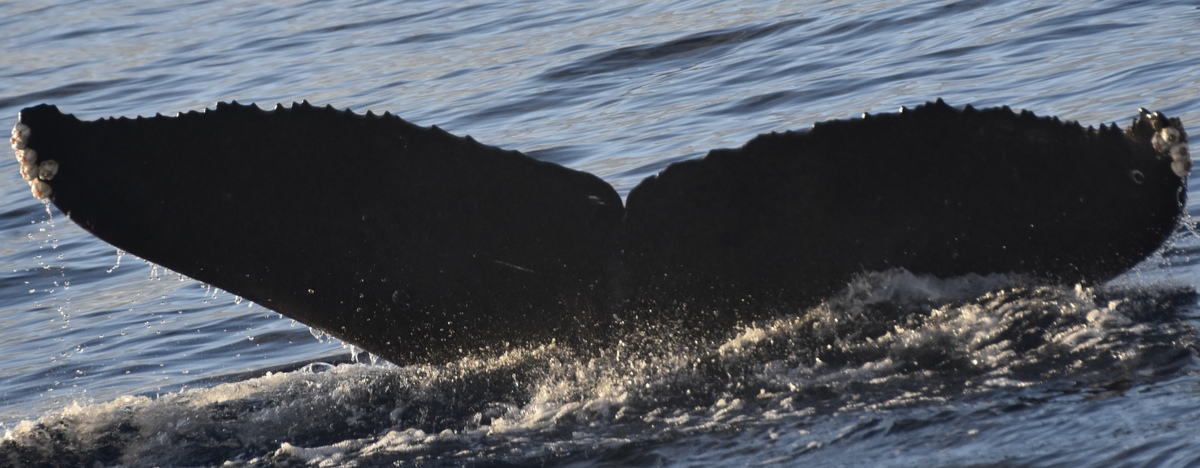 Fluke of HW-MN0444687
