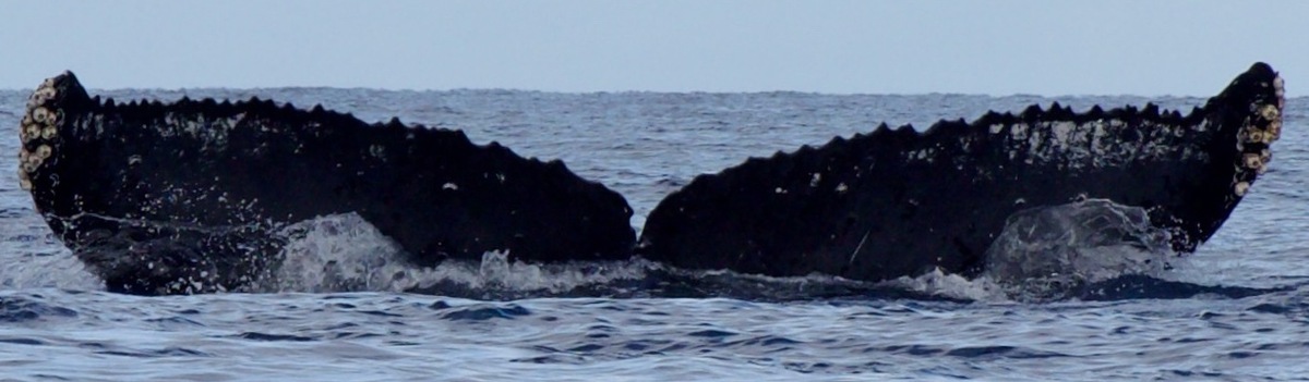 Fluke of HW-MN0444688