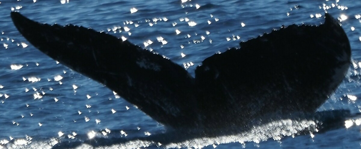 Fluke of HW-MN0444693