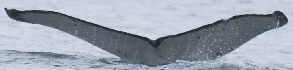 Fluke of HW-MN1305680