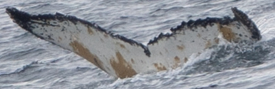 Fluke of RaRa (Antarctica)