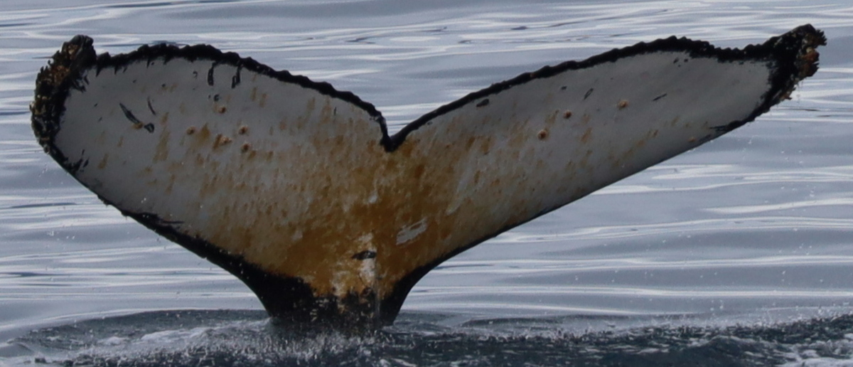 Fluke of HW-MN1305689