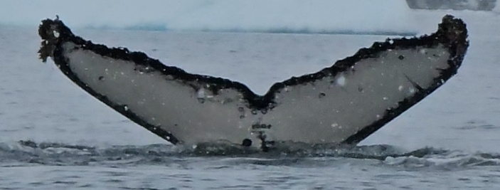 Fluke of HW-MN1305708