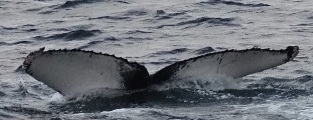 Fluke of HW-MN1305723