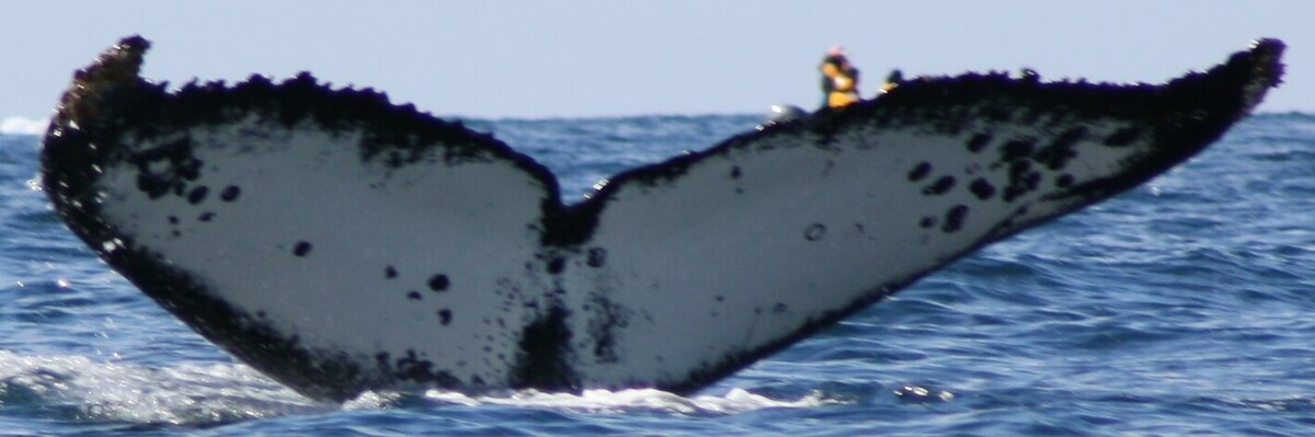 Fluke of HW-MN1305745
